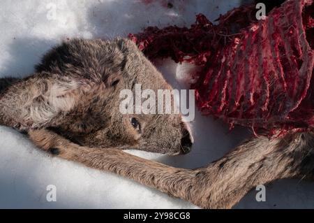 Roe Deer mort suite à une attaque par un loup Banque D'Images