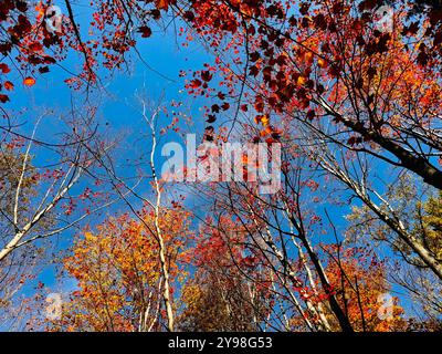 Cimes d'arbres en automne. Paysage d'automne. Ciel bleu. Arrière-plan automnal Banque D'Images