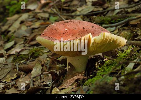 Spécimen de champignon mûr brittlegill sanglant, Russula sanguinea ; Russulaceae Banque D'Images