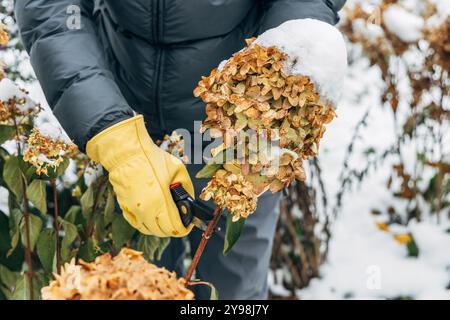 Un jardinier portant des gants coupe les fleurs d'hortensia fanées avant l'hiver Banque D'Images