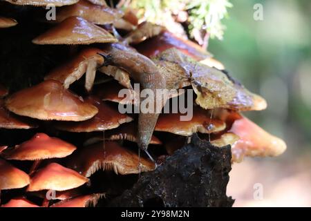 Champignon à aiguille dorée avec Slug dans la forêt de conifères Banque D'Images