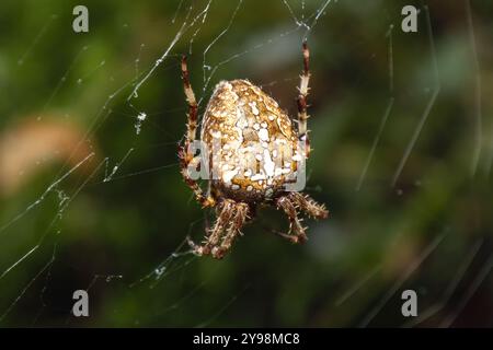 Cimetière Woodvale, Brighton, East Sussex, Royaume-Uni. Araignée de jardin ou Croix Orbweaver (Araneus diadematus). 7 août 2024. David Smith/Alamy Banque D'Images