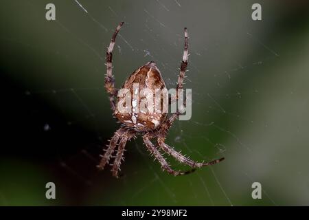 Cimetière Woodvale, Brighton, East Sussex, Royaume-Uni. Araignée de jardin ou Croix Orbweaver (Araneus diadematus). 8 août 2024. David Smith/Alamy Banque D'Images