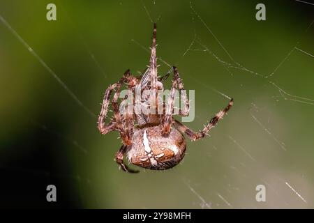 Cimetière Woodvale, Brighton, East Sussex, Royaume-Uni. Araignée de jardin ou Croix Orbweaver (Araneus diadematus). 8 août 2024. David Smith/Alamy Banque D'Images