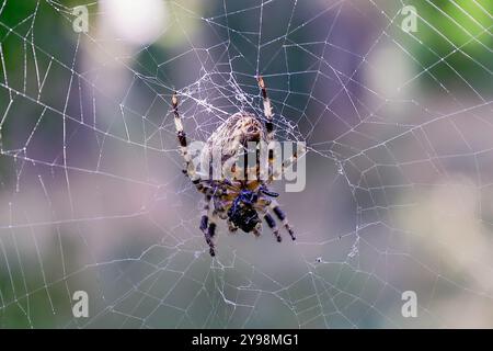 Cimetière Woodvale, Brighton, East Sussex, Royaume-Uni. Araignée de jardin ou Croix Orbweaver (Araneus diadematus). 8 août 2024. David Smith/Alamy Banque D'Images
