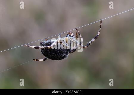 Cimetière Woodvale, Brighton, East Sussex, Royaume-Uni. Araignée de jardin ou Croix Orbweaver (Araneus diadematus). 8 août 2024. David Smith/Alamy Banque D'Images