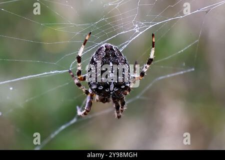 Cimetière Woodvale, Brighton, East Sussex, Royaume-Uni. Araignée de jardin ou Croix Orbweaver (Araneus diadematus). 8 août 2024. David Smith/Alamy Banque D'Images