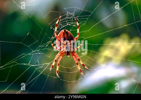 Cimetière Woodvale, Brighton, East Sussex, Royaume-Uni. Araignée de jardin ou Croix Orbweaver (Araneus diadematus). 8 août 2024. David Smith/Alamy Banque D'Images