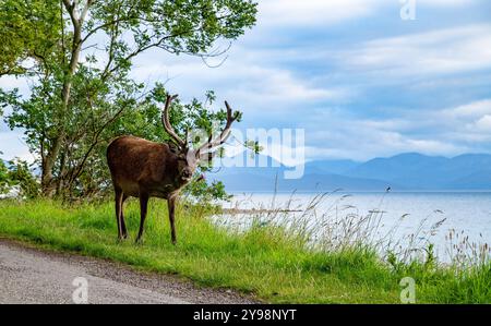 Un cerf rouge, Applecross, Wester Ross, Highlands écossais, Royaume-Uni Banque D'Images