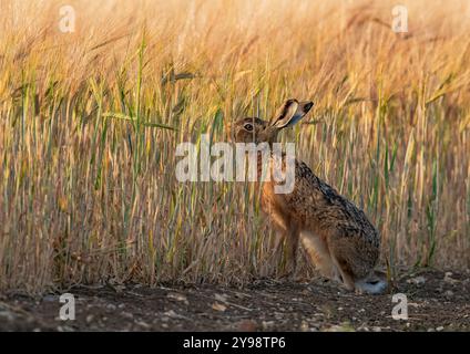 Attrapé dans l'acte, un lièvre brun ( Lepus europaeus), sur ses pattes arrière, dégustant la récolte d'orge mûrissante dans la lumière dorée du soir. Suffolk, Royaume-Uni Banque D'Images