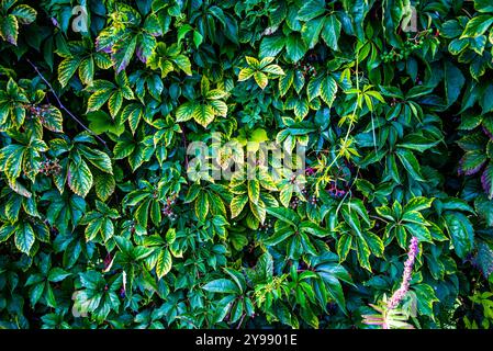 Mur couvert de lierre vert et jaune autour du lac Caldaro à Bolzano Italie Banque D'Images