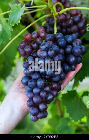 Main femelle tenant un bouquet de raisins Black Muscat Banque D'Images