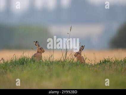 Une paire de lièvres brunes ( lepus europaeus) grignotant sur l'herbe longue dans un Suffolk paysage, prairie , chaume et bois. Suffolk , Royaume-Uni Banque D'Images