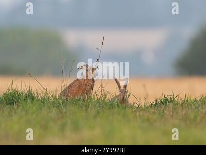 Une paire de lièvres brunes ( lepus europaeus) grignotant sur l'herbe longue dans un Suffolk paysage, prairie , chaume et bois. Suffolk , Royaume-Uni Banque D'Images