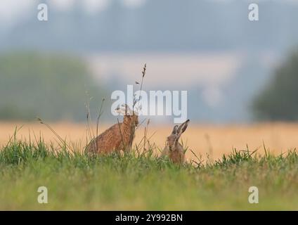 Une paire de lièvres brunes ( lepus europaeus) grignotant sur l'herbe longue dans un Suffolk paysage, prairie , chaume et bois. Suffolk , Royaume-Uni Banque D'Images