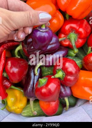Poivron doux dans la main d'une femme. Sur un fond de divers légumes aux couleurs vives Banque D'Images