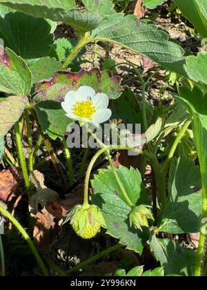 Arbuste à fraises. Fleurs de fraises. Baies de fraises non mûres. Gros plan. Banque D'Images