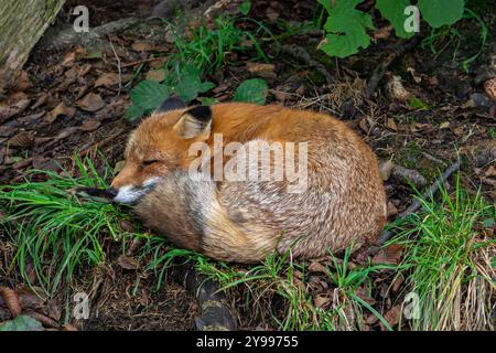 Renard roux (Vulpes vulpes) dormant enroulé dans la forêt Banque D'Images