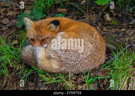 Renard roux (Vulpes vulpes) reposant dans la forêt Banque D'Images