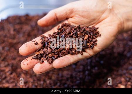 Chocolatier montrant une poignée de fèves de cacao broyées, prêtes à être transformées pour la fabrication de chocolat. Mise au point sélective Banque D'Images