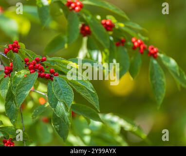 Winterberry poussant le long d'une forêt dans le nord du Wisconsin. Banque D'Images