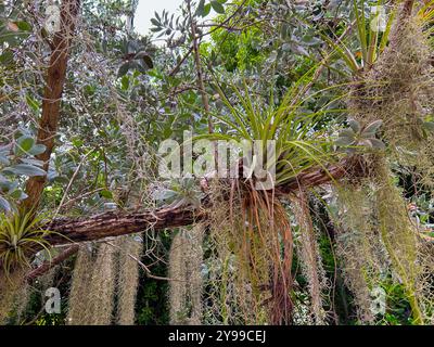 Une plante de l'air poussant sur une branche d'un arbre drapé de Spansh Moss. Banque D'Images