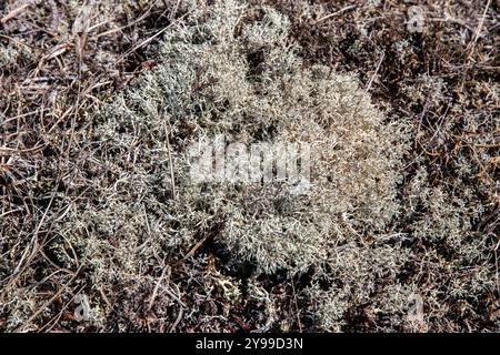 La mousse d'Islande et les lichens sur la surface rocheuse en temps d'automne gros plan comme fond naturel Banque D'Images