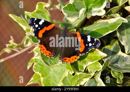 Red Admiral Butterfly 'Vanessa atalanta' perché sur un mur couvert de lierre dans le Dorset Royaume-Uni Banque D'Images