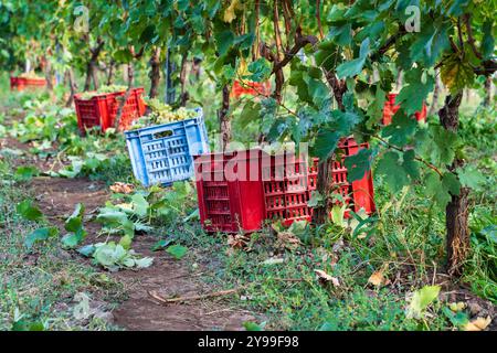 Vignoble pittoresque pendant la saison des vendanges avec des caisses en plastique rouges et bleues placées entre les rangées de vignes. Feuilles vertes luxuriantes et raisins mûrs prêts pour Banque D'Images