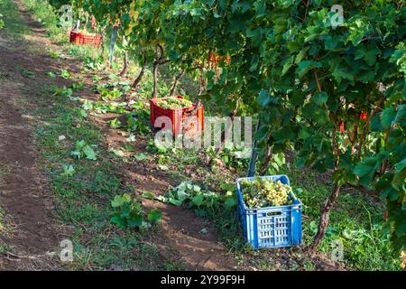 Vignoble pittoresque pendant la saison des vendanges avec des caisses en plastique rouges et bleues placées entre les rangées de vignes. Feuilles vertes luxuriantes et raisins mûrs prêts pour Banque D'Images