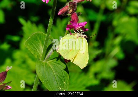 Brimstone Butterfly,'Gonepteryx rhamni', Butterfly, sur Red Campion'Silene dioica' fleur, répandue,Somerset, Angleterre, Royaume-Uni Banque D'Images