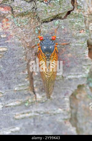 Cicada de 17 ans sur un tronc d'arbre dans une forêt dans l'Illinois Banque D'Images