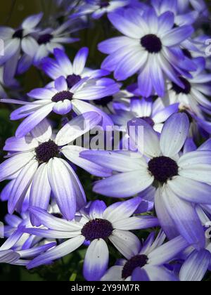 Un gros plan de marguerites violettes et blanches éclatantes en pleine floraison, mettant en valeur leurs détails de pétales complexes et leur riche contraste de couleurs à Butchart Gardens Banque D'Images
