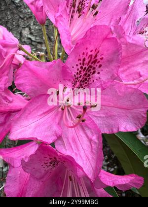 Fleur de rhododendron rose vif en pleine floraison, mettant en valeur ses motifs complexes et ses pétales délicats au Sunken Garden de Butchart Gardens Banque D'Images