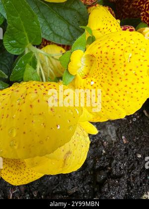 Gros plan de fleurs de Calceolaria jaune vif avec des gouttelettes d'eau sur leurs pétales, également connues sous le nom de fleurs de pantoufles (Calceolaria herbeohybrida), en floraison Banque D'Images