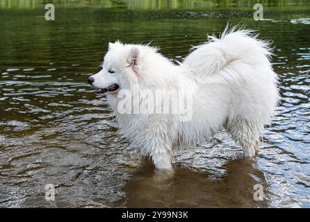 Un chien moelleux Samoyed aime éclabousser dans l'eau, mettant en valeur sa nature ludique et son beau pelage blanc. Banque D'Images