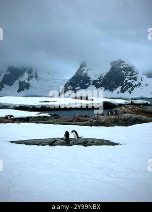 Manchots Gentoo (Pygoscelis papua) sur l'île enneigée de Petermann, Antarctique, avec un terrain rocheux enneigé et des montagnes enveloppées de brume en arrière-plan Banque D'Images