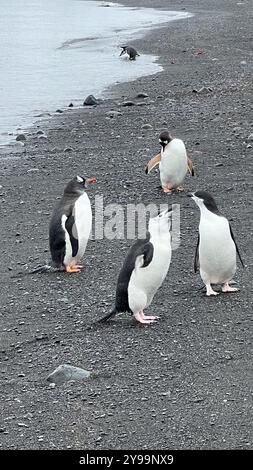 Les manchots Gentoo (Pygoscelis papua) et les manchots Chinstrap (Pygoscelis antarcticus) se rassemblent sur la côte de sable noir de l'île de Barrientos. Banque D'Images