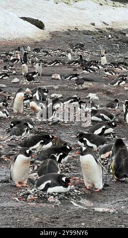 Une grande colonie de manchots Gentoo nichant sur les rives rocheuses de l'Antarctique, mettant en valeur leur habitat unique et leur comportement dans l'environnement polaire rude. Banque D'Images