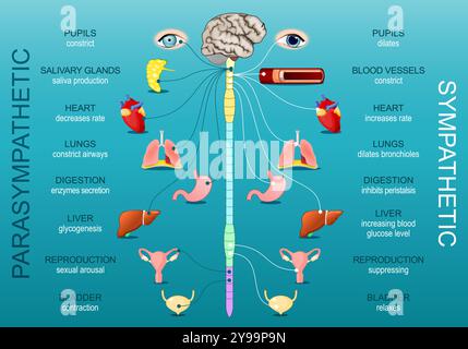 Sympathique et parasympathique. Le système nerveux autonome. Différence. Réponse combat-fuite ou repos-digest. Homéostasie. Illust plat isométrique Illustration de Vecteur