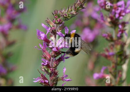 Le bourdon à queue pollinise Bombus terrestris pollinise sur Purple loosestrife-Lythrum salicaria. Banque D'Images