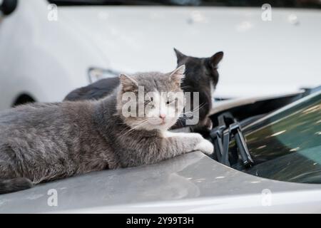 Des compagnons félins sereins se relaxant sur un capot de voiture sous une lumière douce de l'après-midi. Banque D'Images