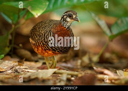 Sabah Partridge - oiseau Tropicoperdix graydoni de la famille des Phasianidae trouvé à Bornéo, autrefois considéré comme conspécifique avec la partie à collier de châtaignier Banque D'Images