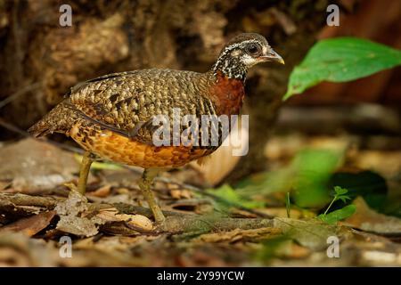 Sabah Partridge - oiseau Tropicoperdix graydoni de la famille des Phasianidae trouvé à Bornéo, autrefois considéré comme conspécifique avec la partie à collier de châtaignier Banque D'Images