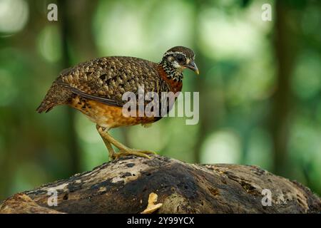 Sabah Partridge - oiseau Tropicoperdix graydoni de la famille des Phasianidae trouvé à Bornéo, autrefois considéré comme conspécifique avec la partie à collier de châtaignier Banque D'Images