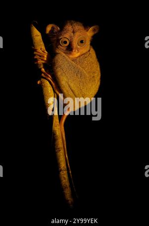Le Cephalopachus bancanus de Horsfeld ou Tarsier occidental est présent à Bornéo et Sumatra et sur les îles voisines, les mammifères nocturnes chassant les insectes et les petites animes Banque D'Images