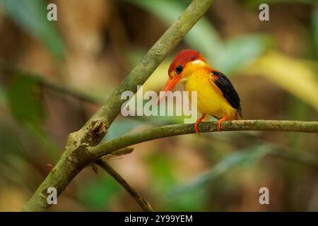 kingfisher nain à dos roux Ceyx rufidorsa petit oiseau chez Alcedinidae trouvé en Asie du Sud-est maritime, bec rouge, sous-parties jaune-orange, lilas-RU Banque D'Images