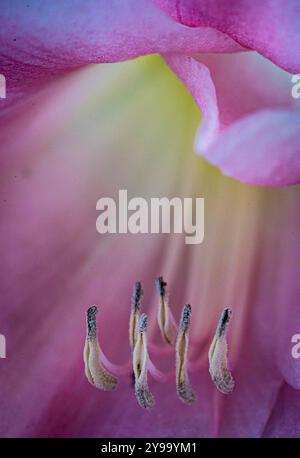 Placentia, Californie, États-Unis. 8 octobre 2024. Un regard plus attentif montre les détails d'un amaryllis rose dans la lumière du matin alors que l'automne arrive aux jardins de banlieue dans le comté d'Orange, en Californie, avec des températures chaudes et des nuits fraîches. (Crédit image : © Bruce Chambers/ZUMA Press Wire) USAGE ÉDITORIAL SEULEMENT! Non destiné à UN USAGE commercial ! Banque D'Images