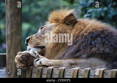 Un lion est allongé sur un banc en bois. Le lion a une crinière et repose sa tête sur ses pattes Banque D'Images