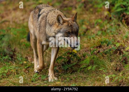 Tierwelt, Wolf 2024-09-29, GER, Bayern : Wolf im Nationalpark bayerischer Wald. Der Wolf ist in Deutschland wieder heimisch. Dies wird von vielen kritisch gesehen. Insbesondere Jäger, Landwirte und Forstwirtschaft sehen das Auftreten des Wolfes kritisch und Fordern seinen Abschuss und die Herabsetzung des Schutzstatus. Zu den Wolfsbefürwortern zählen Naturschutzorganisationen, Tierschutzorganisationen und ein breiter Teil der deutschen Bevölkerung. SIE Fordern den Wolf weiterhin zu schützen und wirtschaftliche Interessen dem Tier- und Artenschutz unterzuordnen. Der positif Einfluss von Prädato Banque D'Images